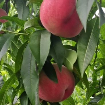 中桃