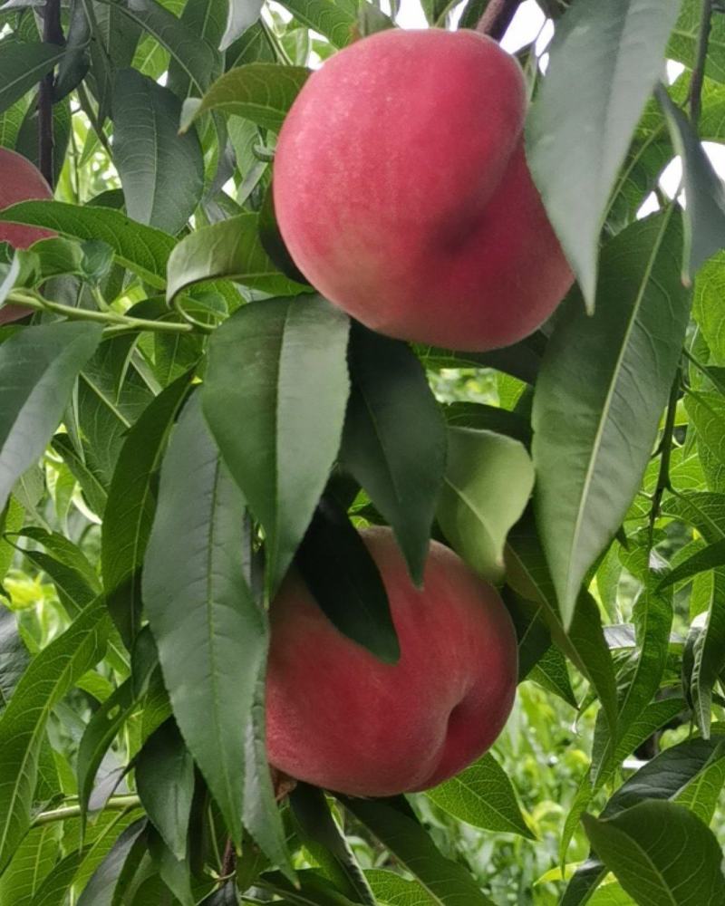 中桃