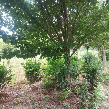 【好货推荐】樱花13......16公分，分支点1米左右