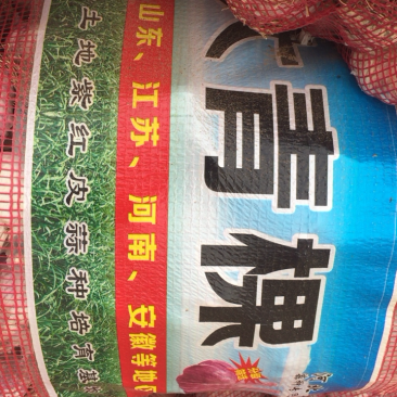 大名县淤土地蒜种产地直营销往全国各地