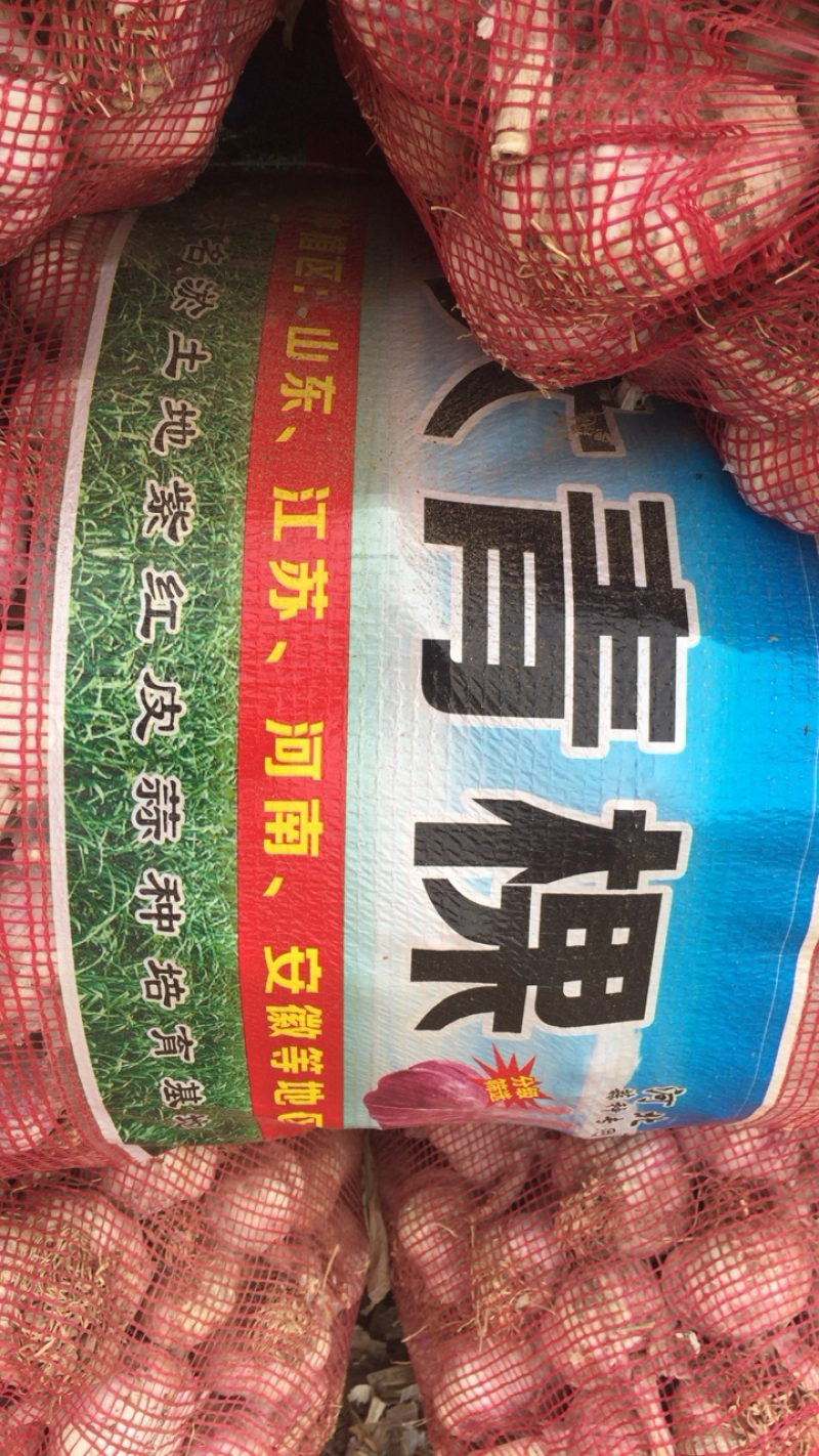 大名县淤土地蒜种产地直营销往全国各地
