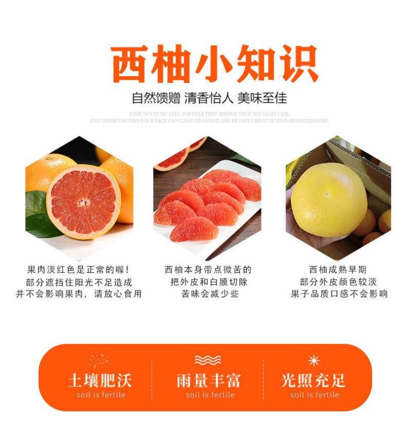【现货现发】南非西柚埃及西柚一件代发红心葡萄柚整箱包邮