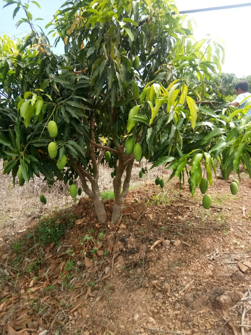 彩云之南的华坪椰香芒果，纯正的奶油弥香，夏日祛暑佳果。