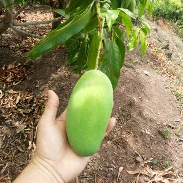 彩云之南的华坪椰香芒果，纯正的奶油弥香，夏日祛暑佳果。