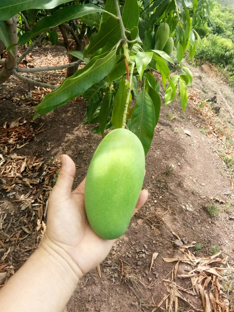 彩云之南的华坪椰香芒果，纯正的奶油弥香，夏日祛暑佳果。