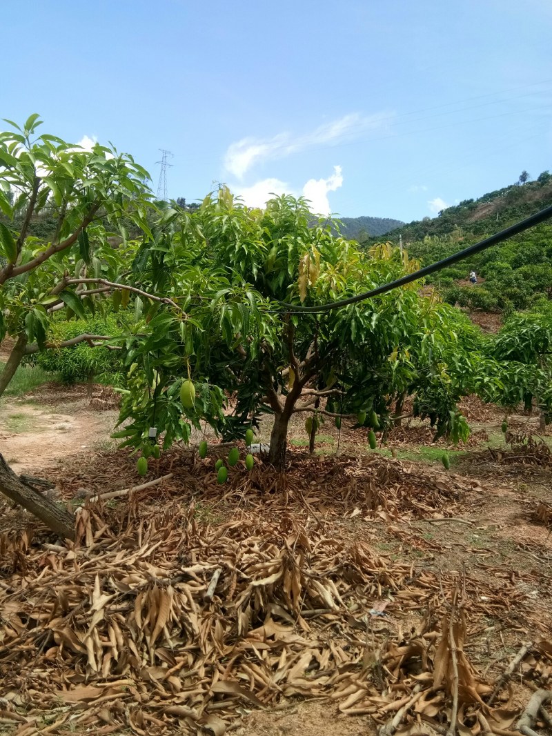 彩云之南的华坪椰香芒果，纯正的奶油弥香，夏日祛暑佳果。