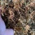 金银花大花质量保证干度颜色好，药食同源