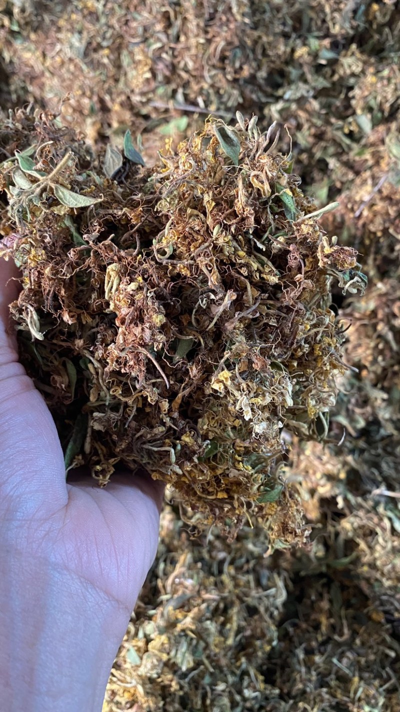 金银花大花质量保证干度颜色好，药食同源
