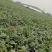 本地西瓜大量上市，瓜个大，品质优
