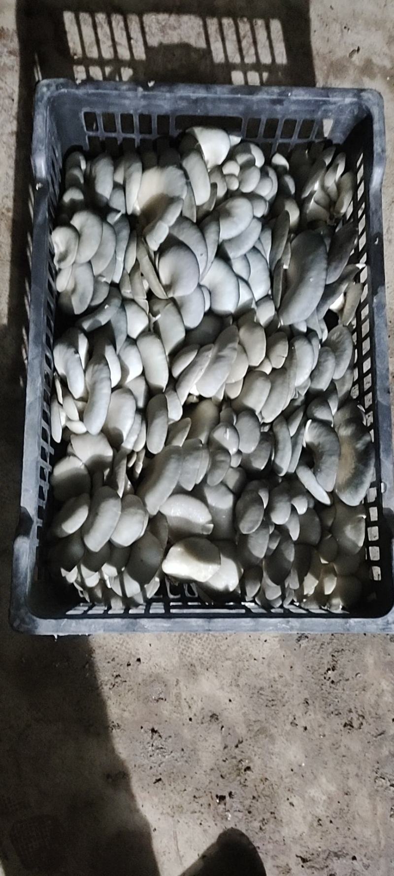 平菇
