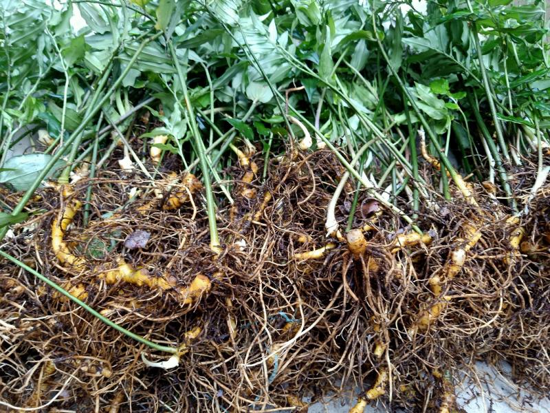 高海拔多年黄金竹根七鲜货，货源紧缺量不多需要的预定。