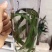 热卖中肾精茶，又称排石茶，男女皆可饮，开水冲服，每天一次