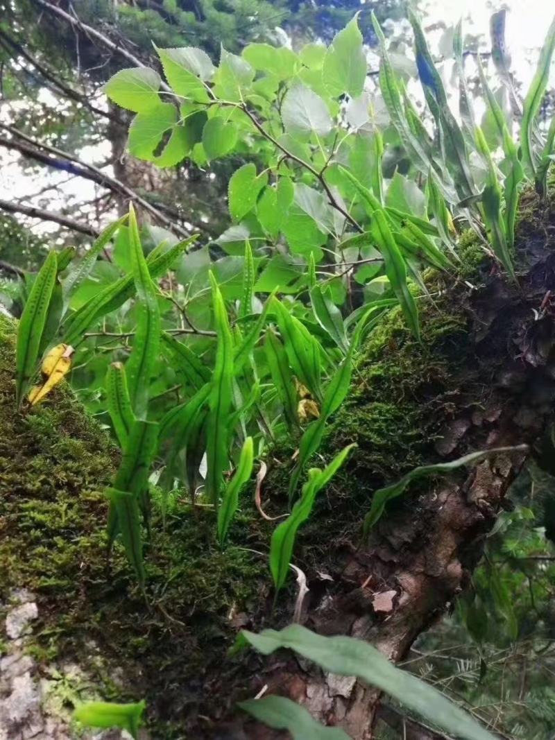 热卖中肾精茶，又称排石茶，男女皆可饮，开水冲服，每天一次