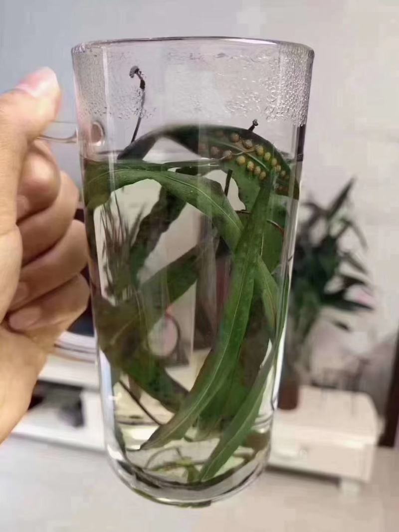 热卖中肾精茶，又称排石茶，男女皆可饮，开水冲服，每天一次