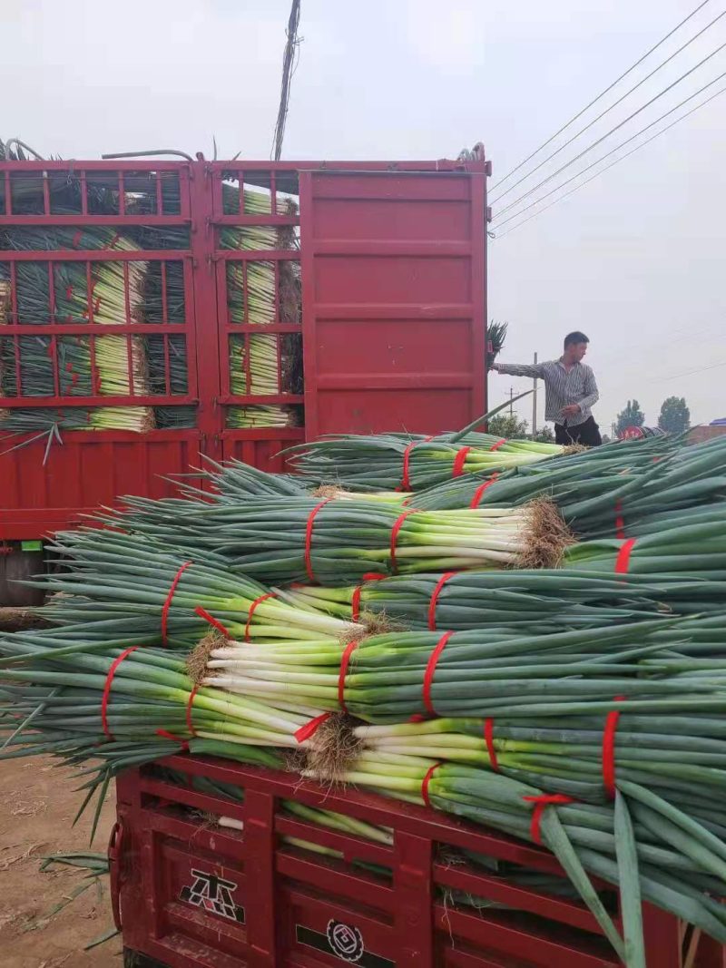 自家种植精品钢葱大量上市，欢迎全国客商前来采购。价格合理