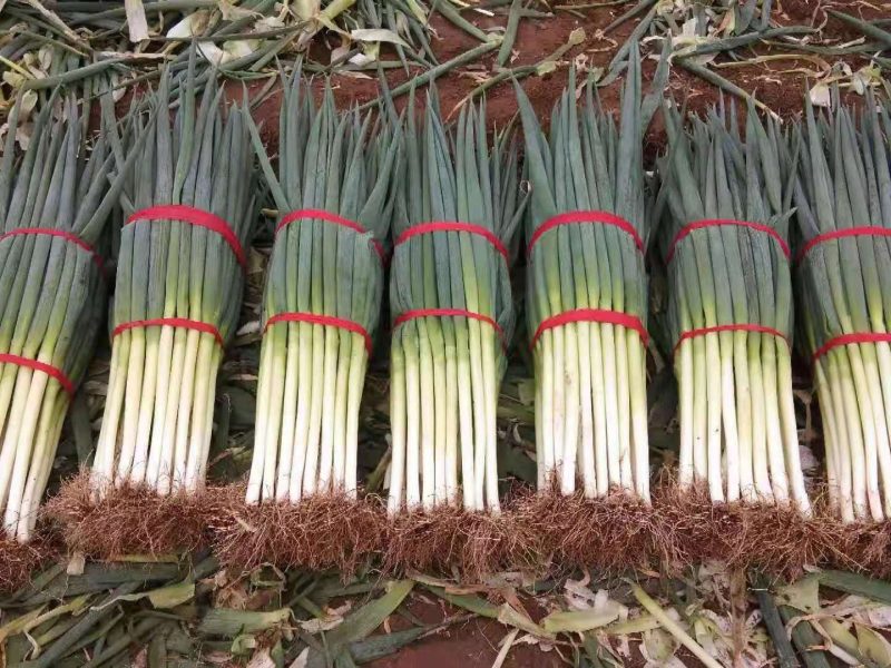 自家种植精品钢葱大量上市，欢迎全国客商前来采购。价格合理