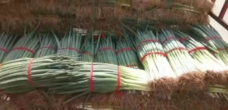 自家种植精品钢葱大量上市，欢迎全国客商前来采购。价格合理