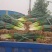 自家种植精品钢葱大量上市，欢迎全国客商前来采购。价格合理