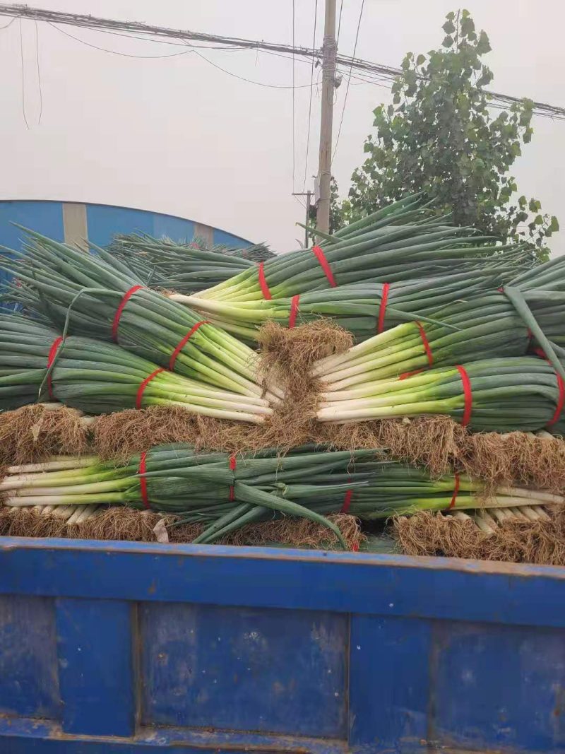 自家种植精品钢葱大量上市，欢迎全国客商前来采购。价格合理