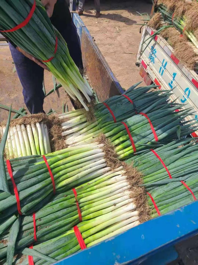 自家种植精品钢葱大量上市，欢迎全国客商前来采购。价格合理