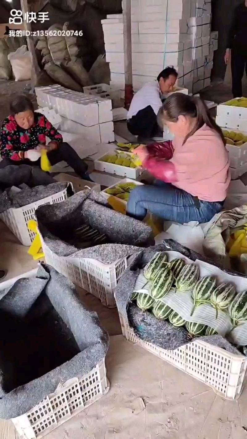博洋甜瓜，博洋61，口感脆甜多汁爽口，清香，产地直发供，