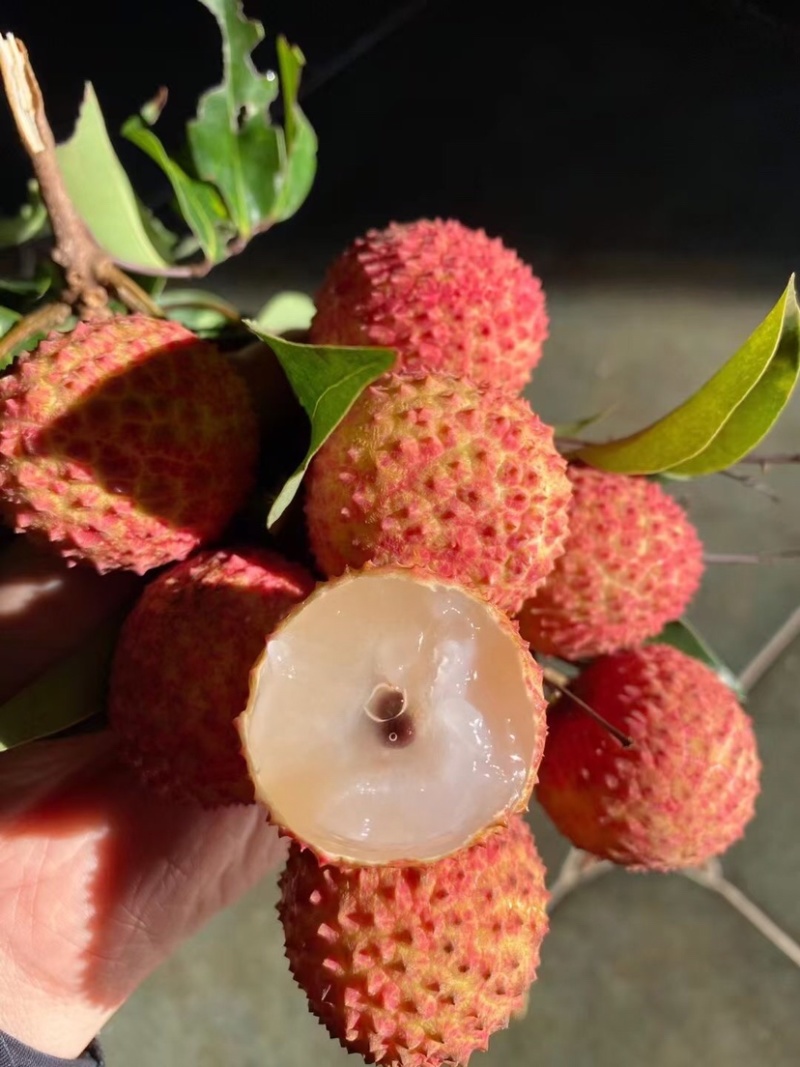 正宗灵山桂味荔枝核细肉厚清甜带桂花香可一件代发