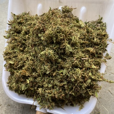 金银花统货，颜色好，生晒无硫，一手货源，质量保证。