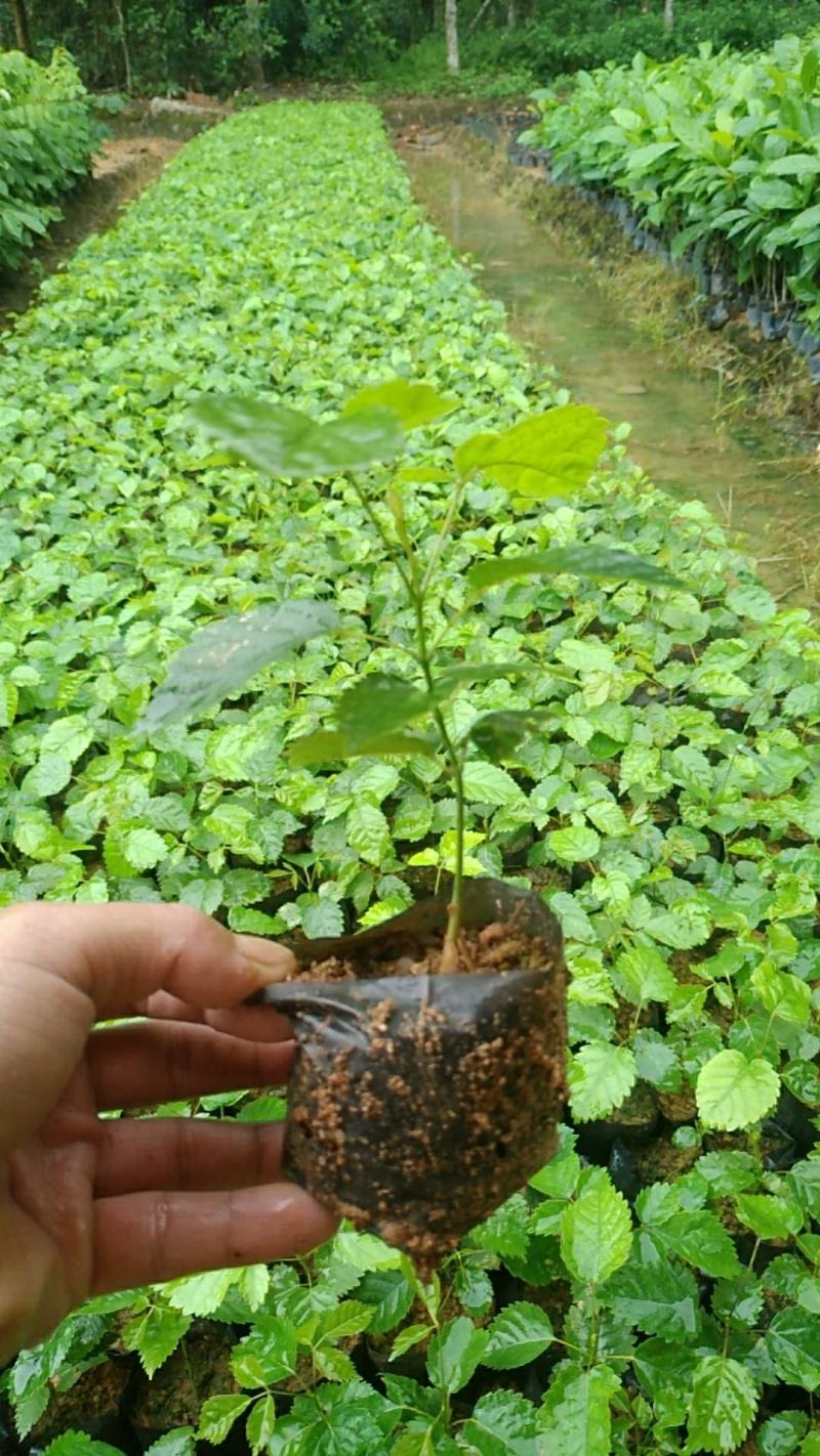 紫花多花红花风铃木