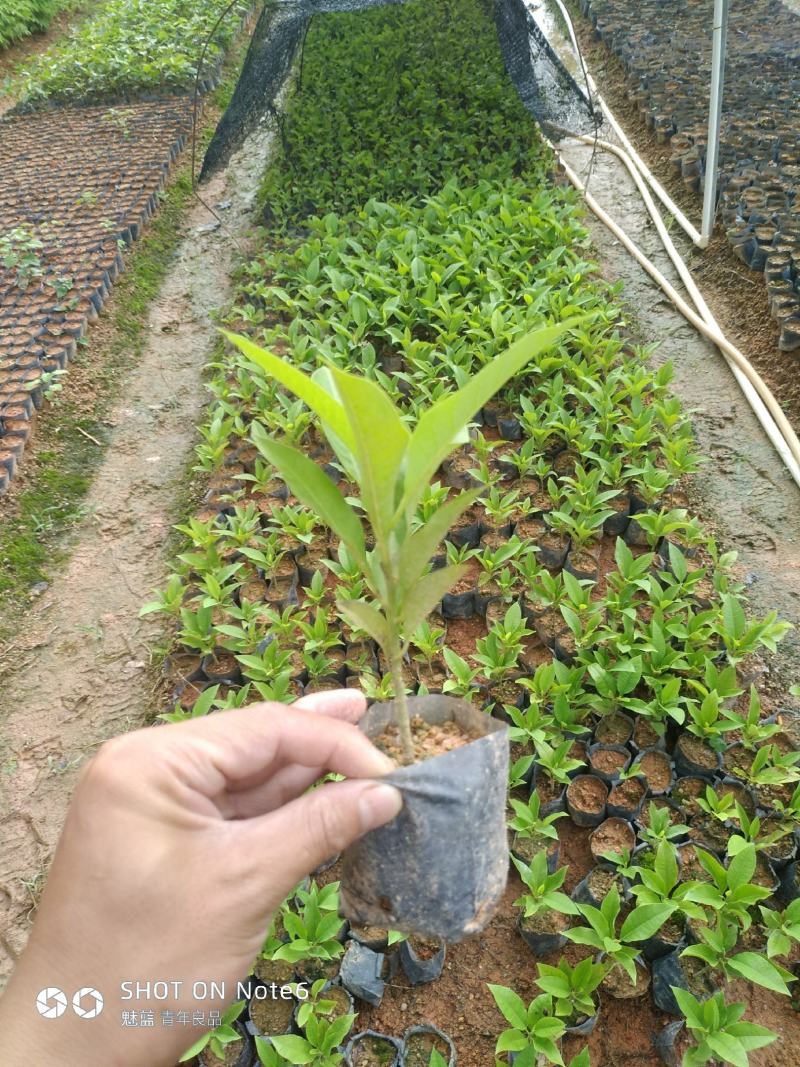 紫花多花红花风铃木