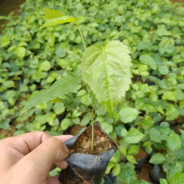紫花多花红花风铃木