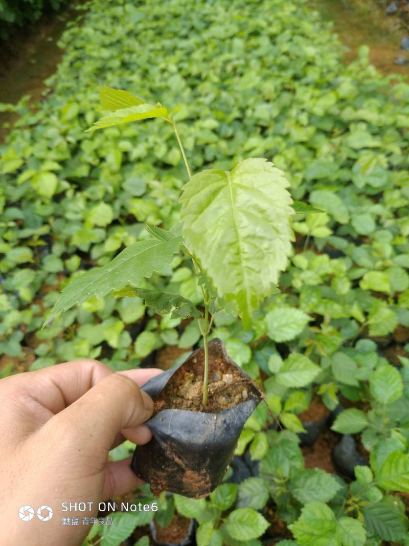 紫花多花红花风铃木