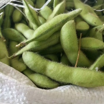 邳州毛豆
