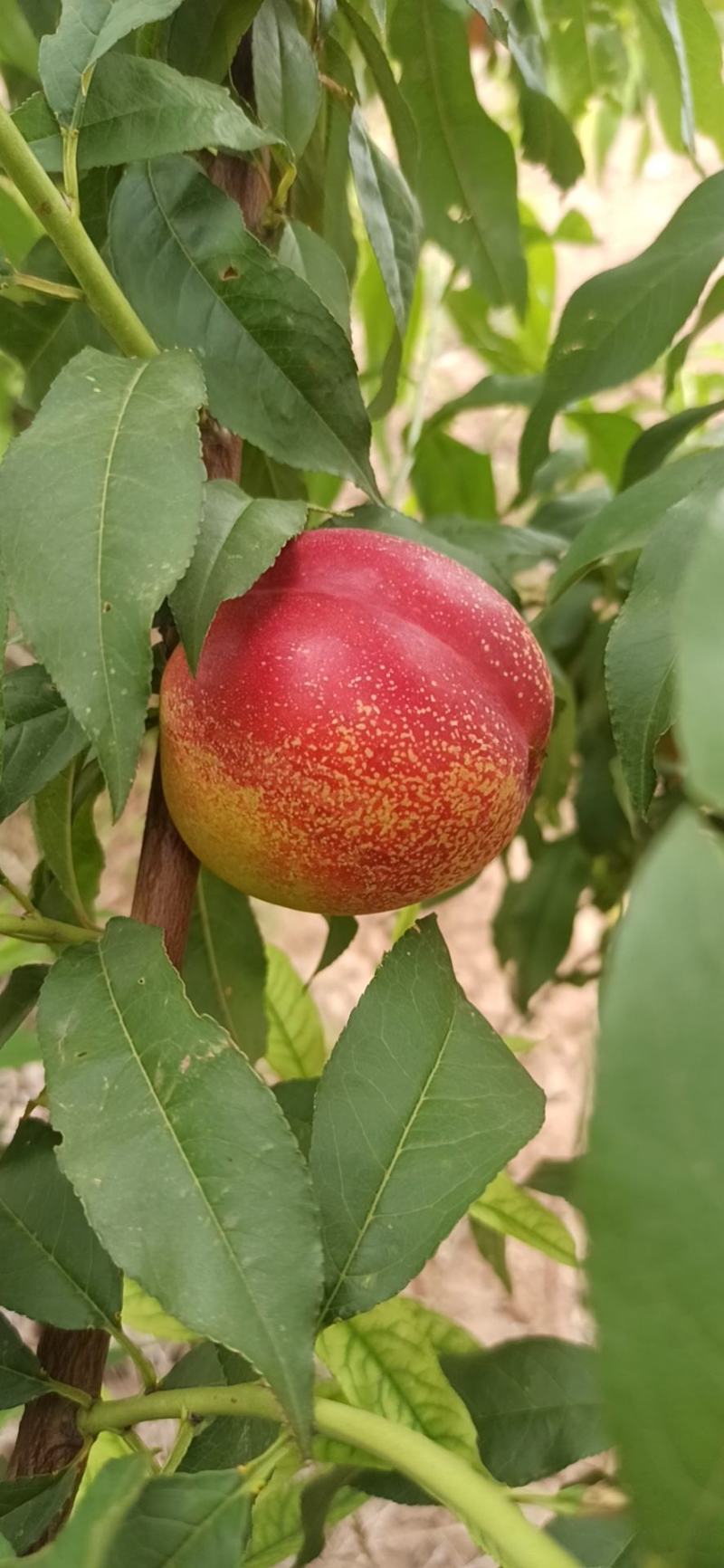 【精品】自产自销，批发，油桃批发零售世纪之星黄肉油桃，