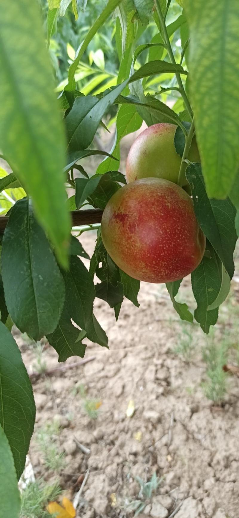 【精品】自产自销，批发，油桃批发零售世纪之星黄肉油桃，