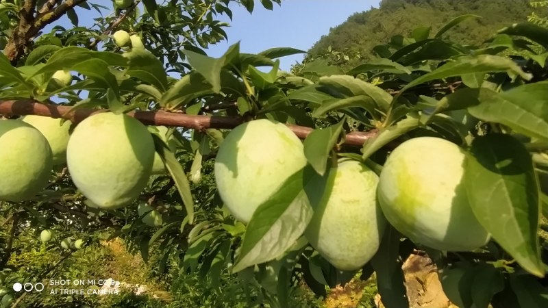 黄金奈李、翡翠李、翠冠梨。
