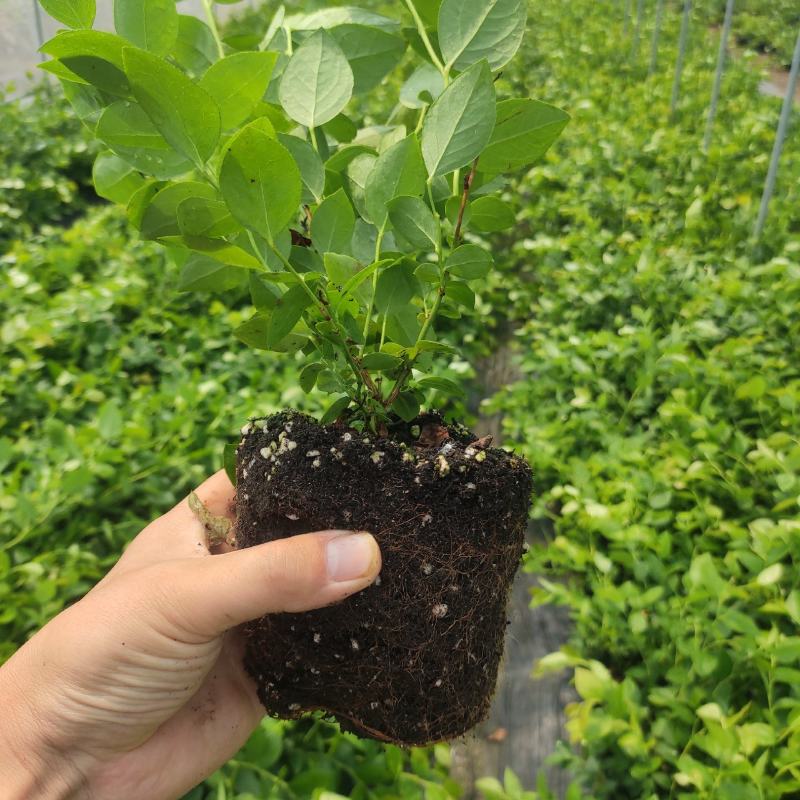 组培蓝莓苗，优瑞卡蓝莓苗，真正组培大蓝莓苗，当年挂果