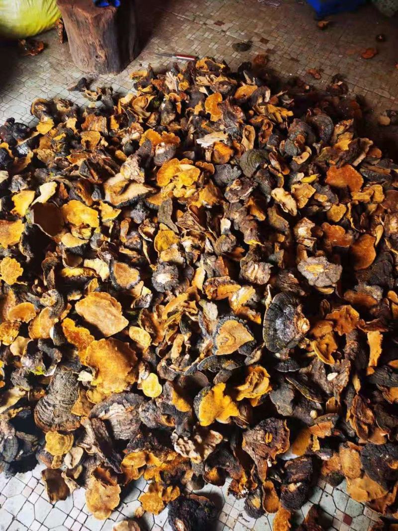 优质西藏桑黄高原山地规格齐全量大从优