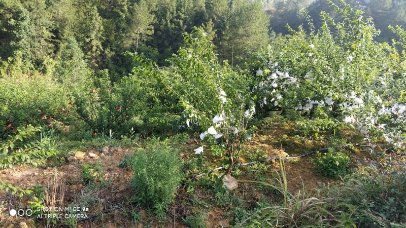 黄金奈李、翡翠李