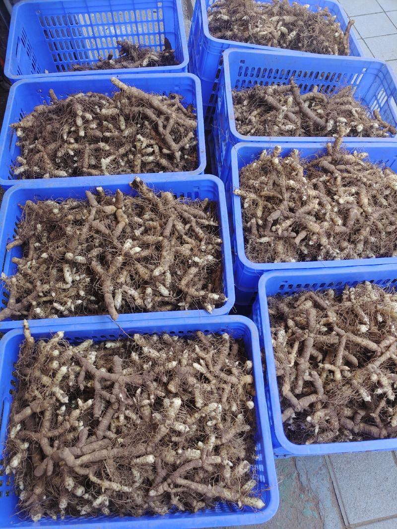 广东连州鲜玉竹