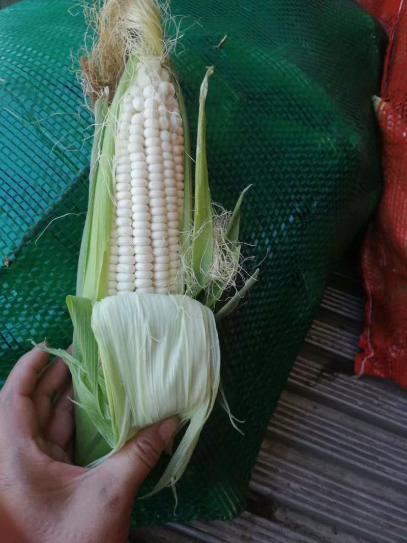 玉米，青岛莱西精品糯玉米，基地现摘现发，保质保量，