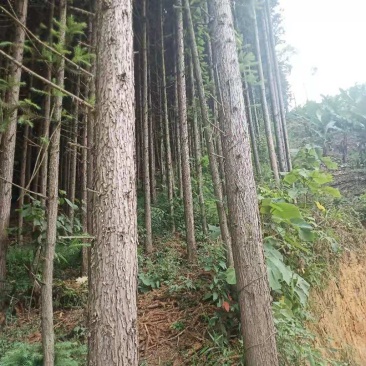 杉木原木
