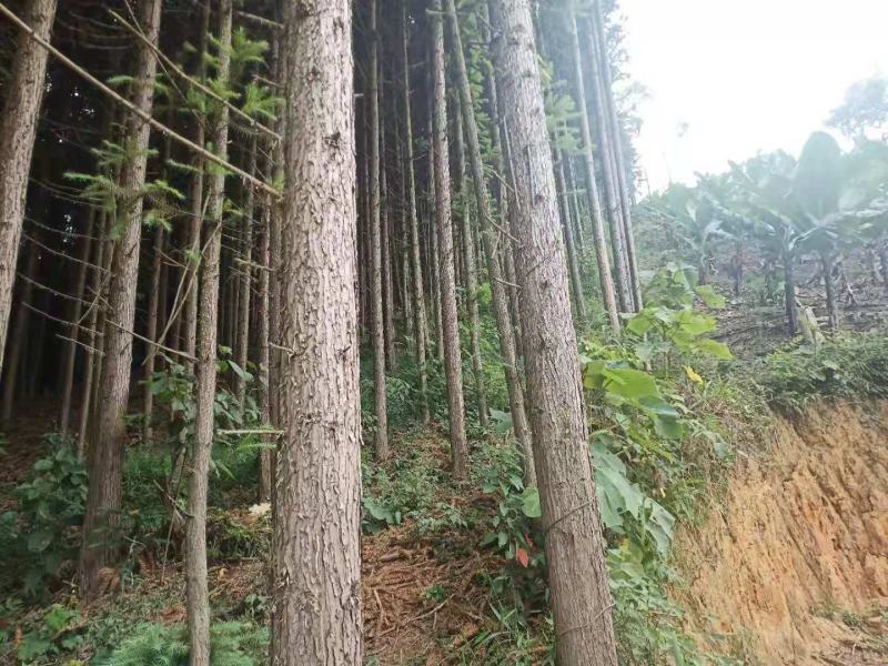 杉木原木