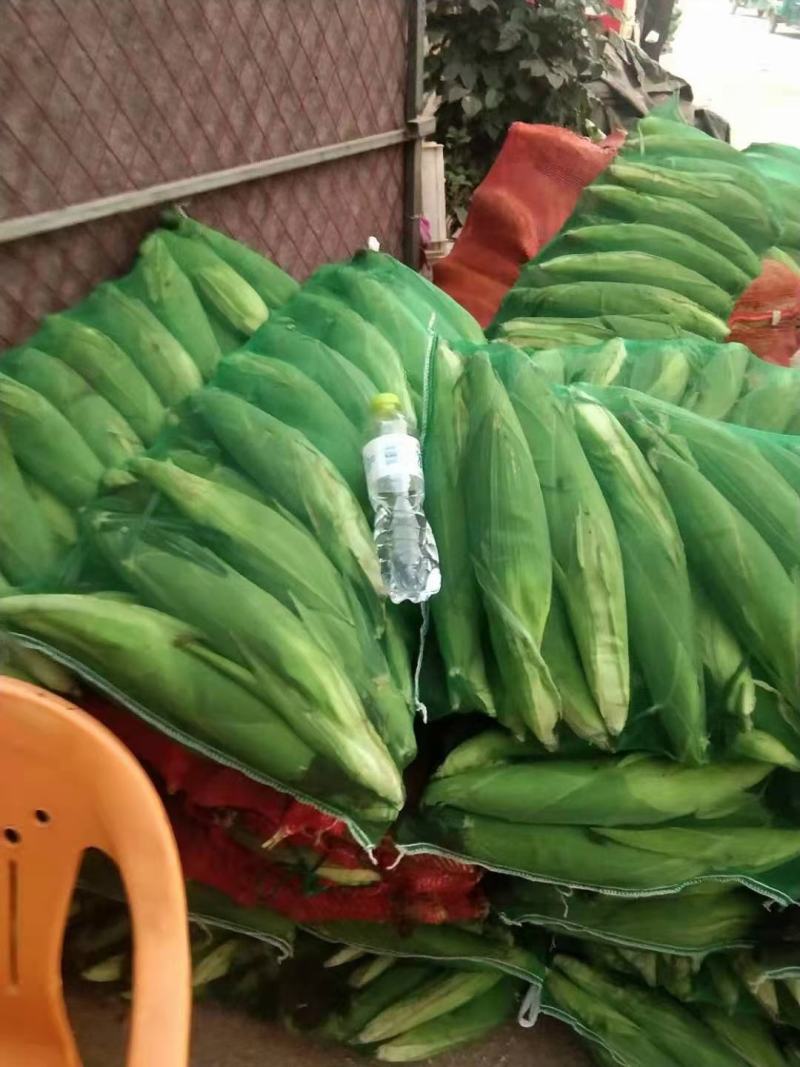 玉米，青岛莱西精品糯玉米，基地现摘现发，保质保量，