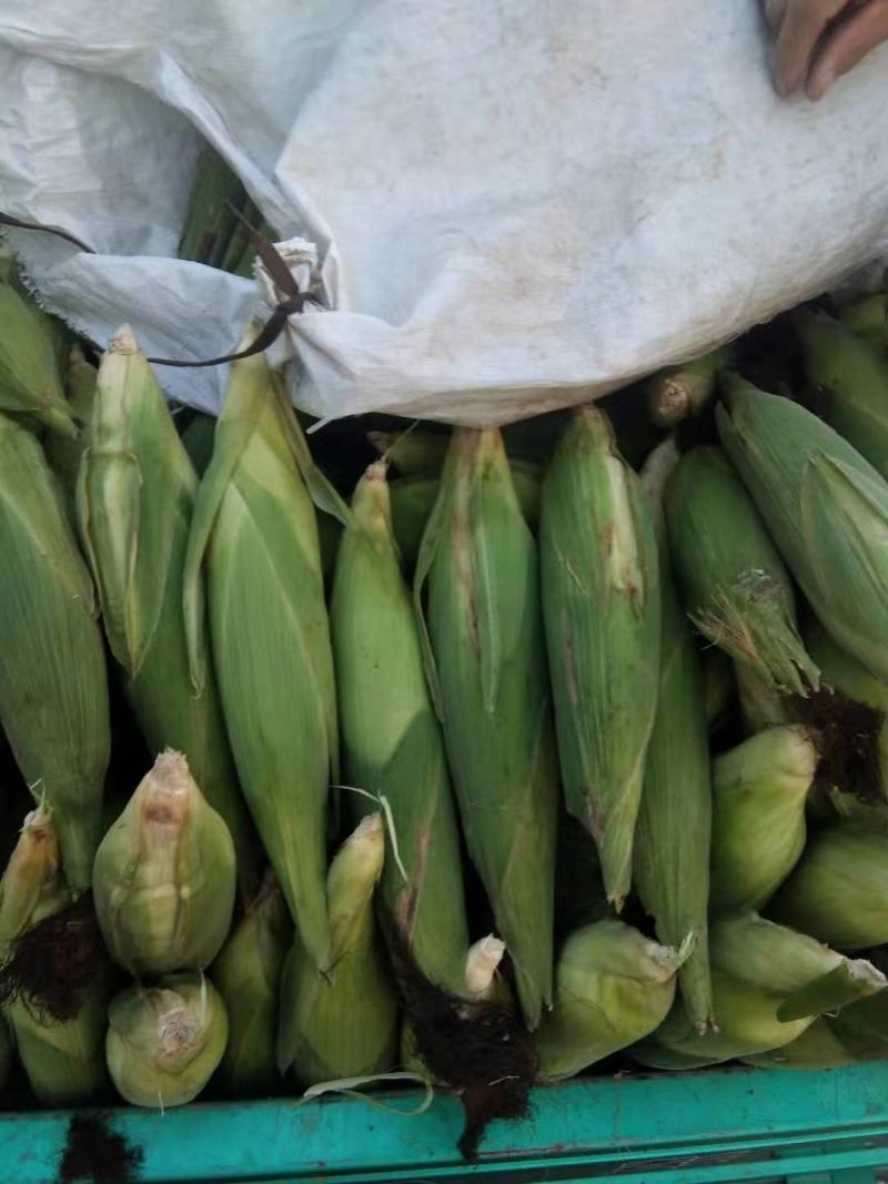 玉米，青岛莱西精品糯玉米，基地现摘现发，保质保量，