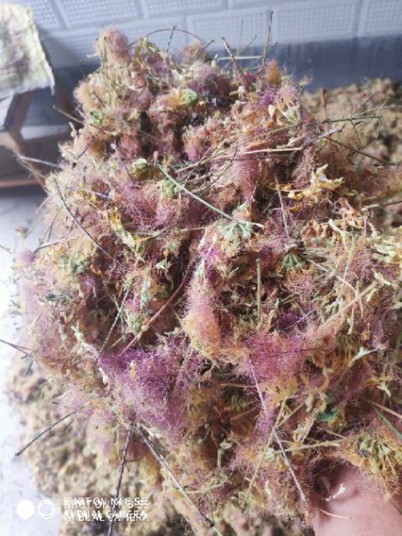 合欢花精品质量保证