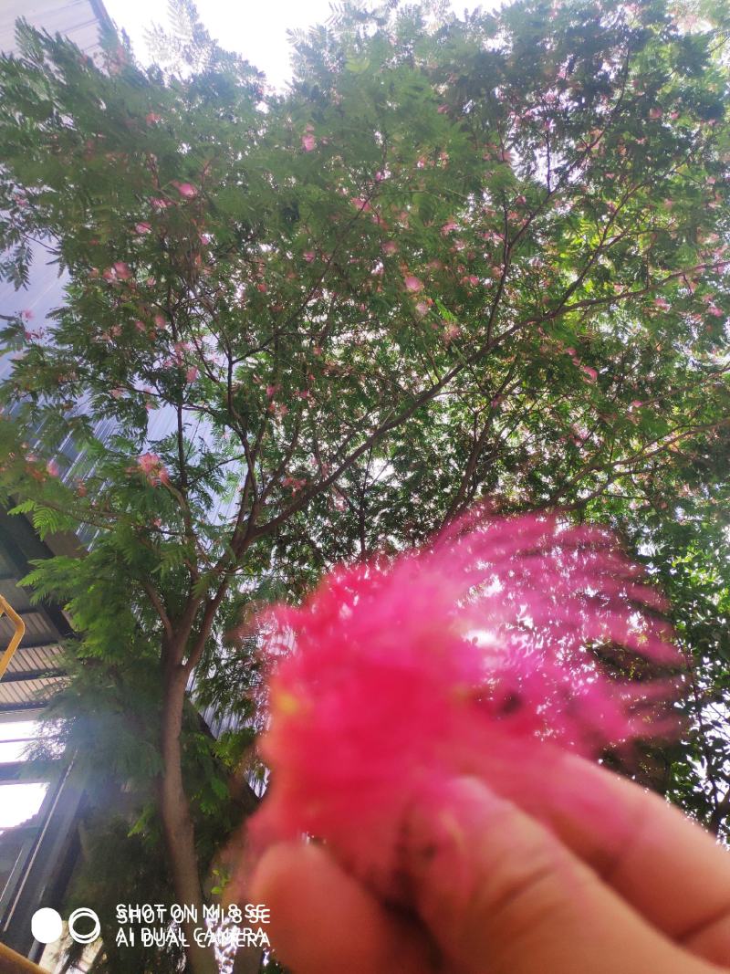 合欢花精品质量保证