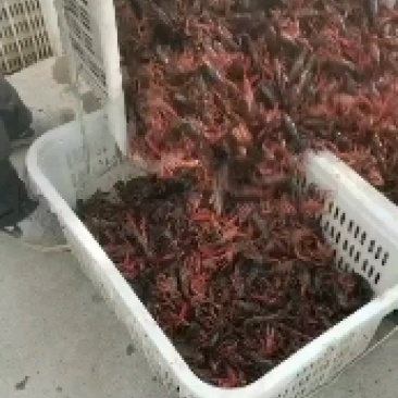 精品青麻虾
