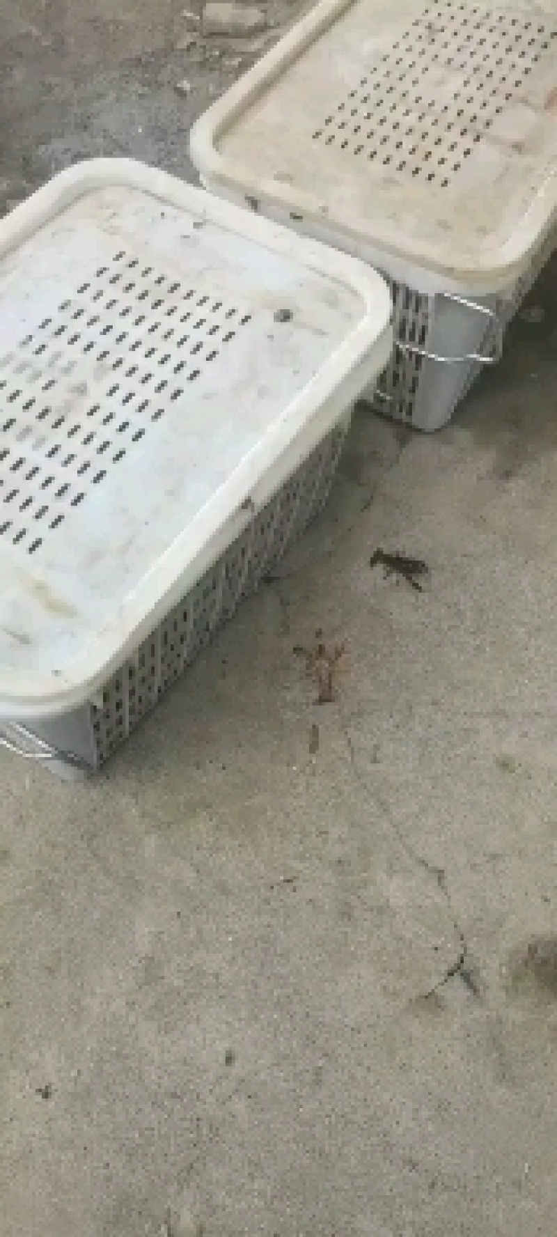 精品青麻虾
