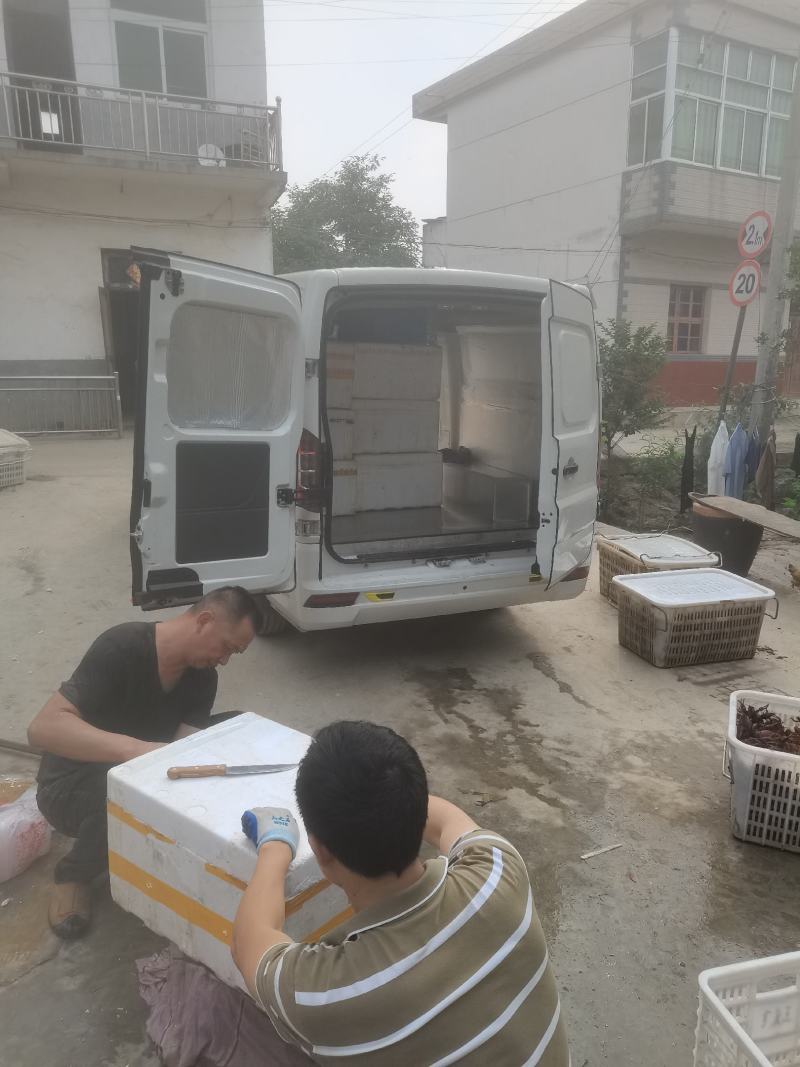 精品青麻虾