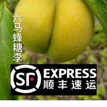 【有好货】贵州六马蜂糖李5斤礼盒装一件贵州蜂糖李，